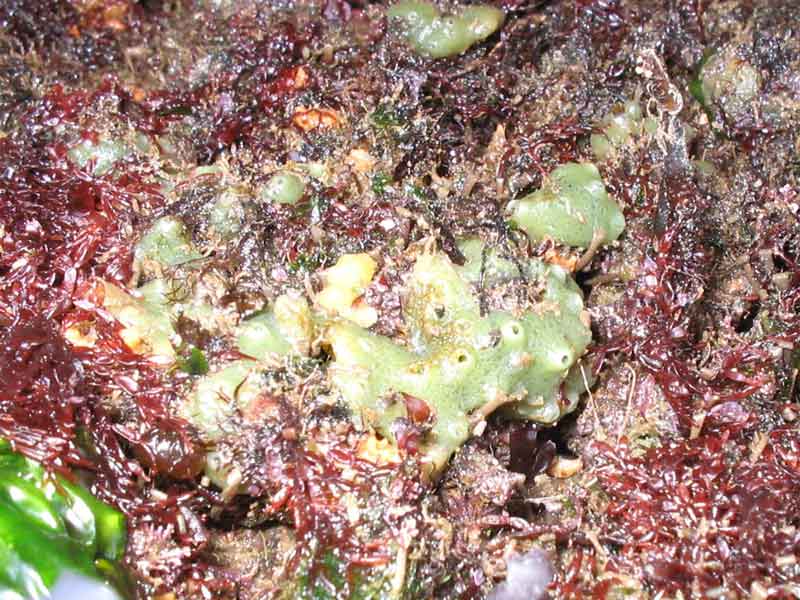 Encrusting Halichondria (Halichondria) panicea surrounded by red seaweed.