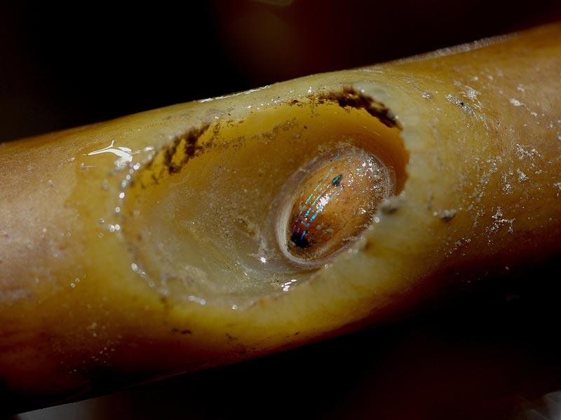 Patella pellucida on Laminaria ochroleuca.