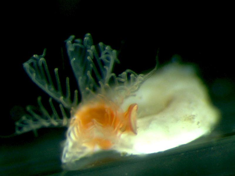 Janua heterostropha frontal view of feeding tentacles and operculum.