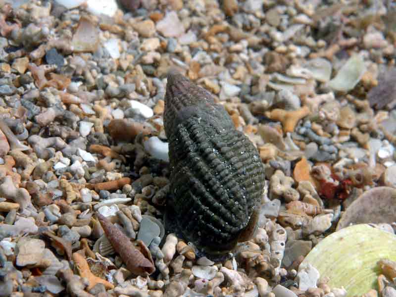 Tritia reticulata on gravel.