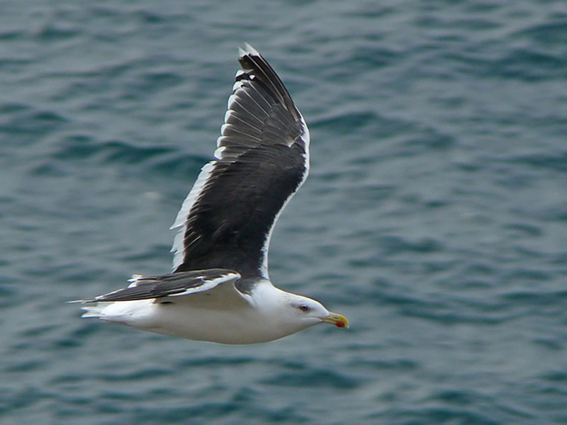The great black-backed gull, Larus marinus, in flight.