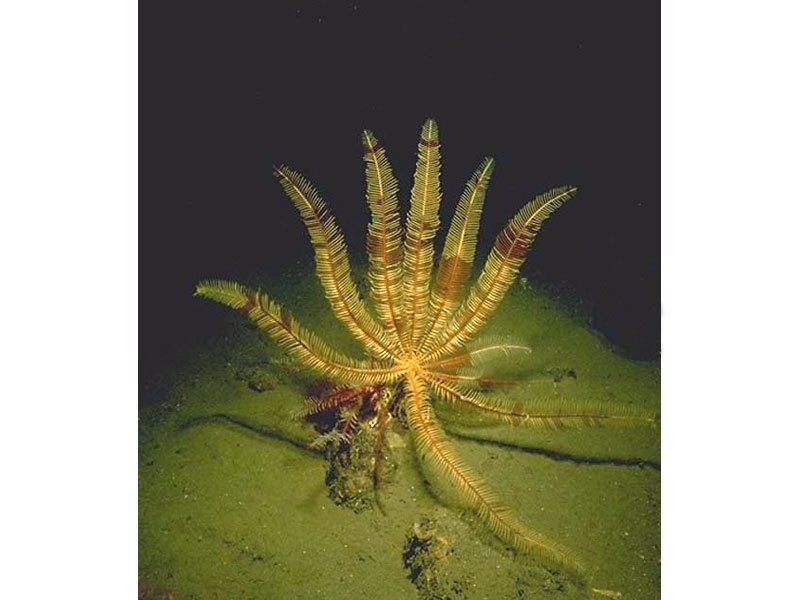 Leptometra celtica, deep water crinoid.