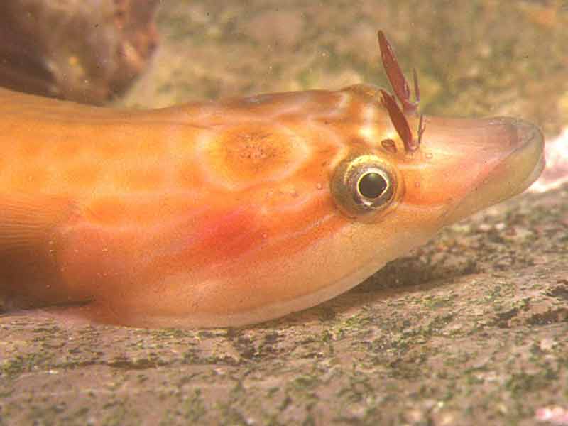 Lepadogaster lepadogaster, clingfish.