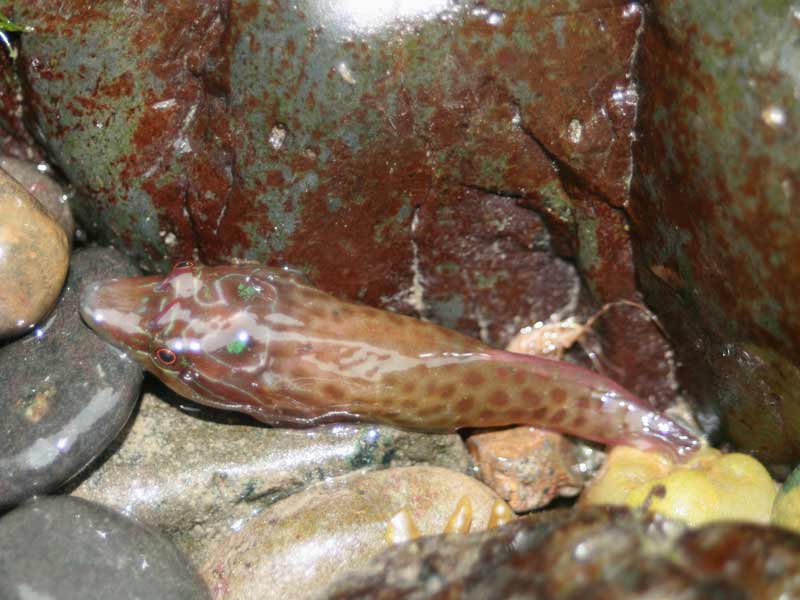 Lepadogaster lepadogaster with pebbles in a crevice.
