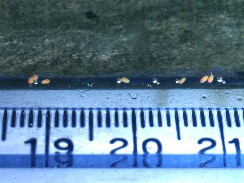 Leptopsammia pruvoti eggs / larvae at water surface in aquarium.