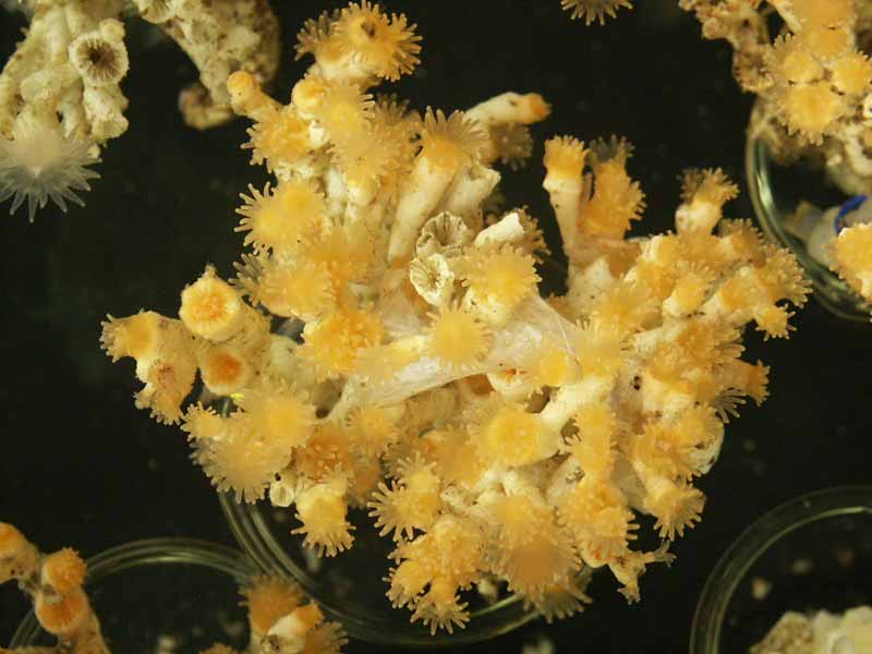 Polyps of the cold-water coral Lophelia pertusa.