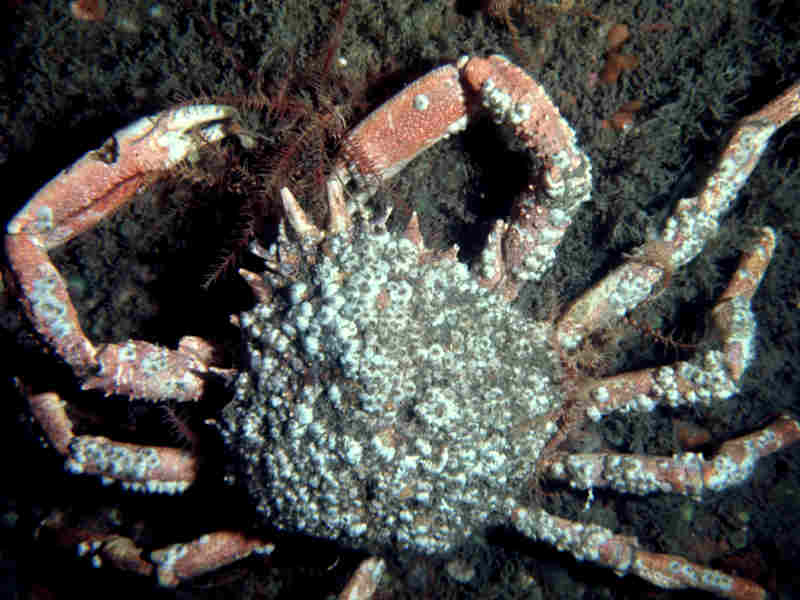 Dorsal view of Maja brachydactyla.  Carapace and legs encrusted with barnacles.
