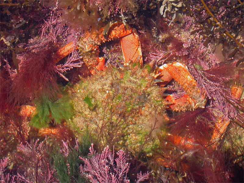 Maja brachydactyla hiding under various seaweeds and hydroids.