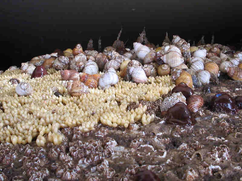Group of Nucella lapillus and eggs on an overhang (the photograph is upside-down to aid identification).