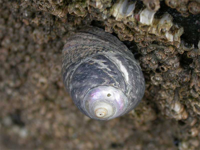 Phorcus lineatus on a barnacle covered rock.