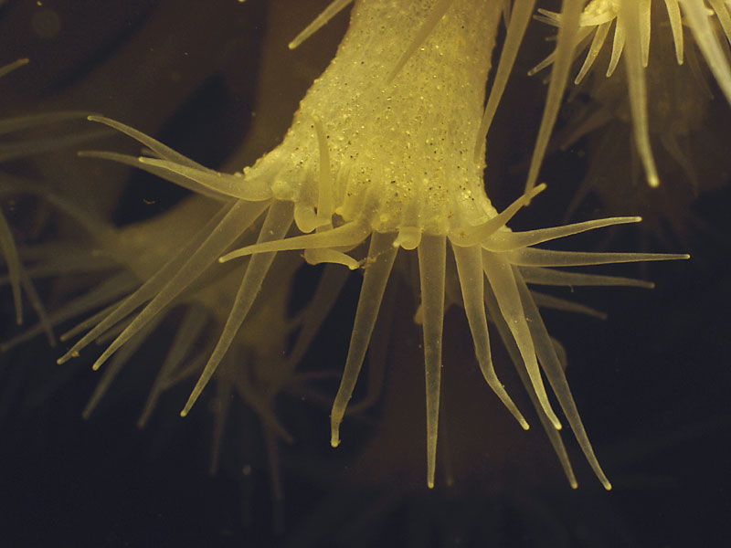 Close up of Parazoanthus anguicomus at Doune, Scotland.