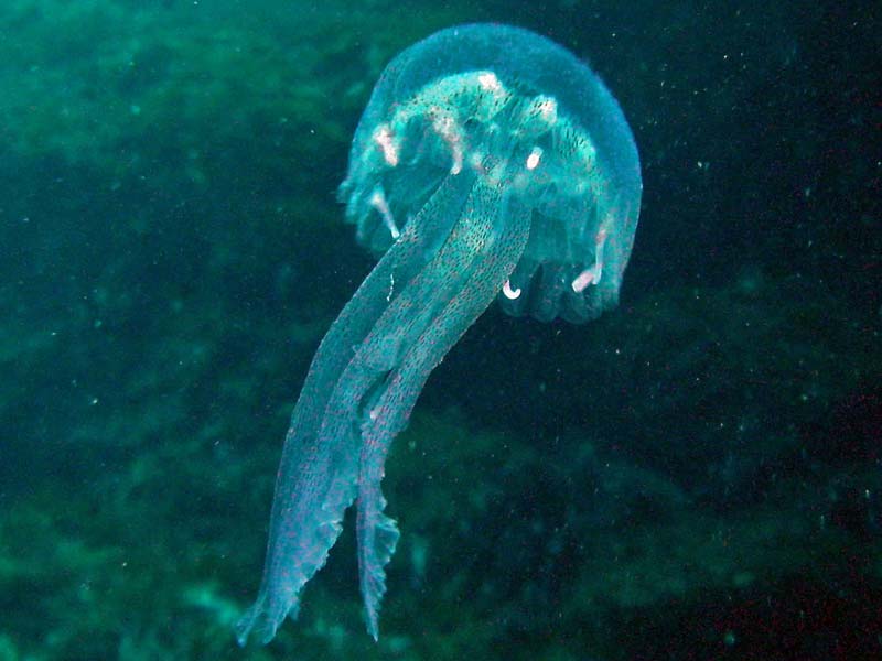 The jellyfish Pelagia noctiluca.