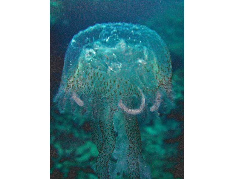 Close up view of the jellyfish Pelagia noctiluca.