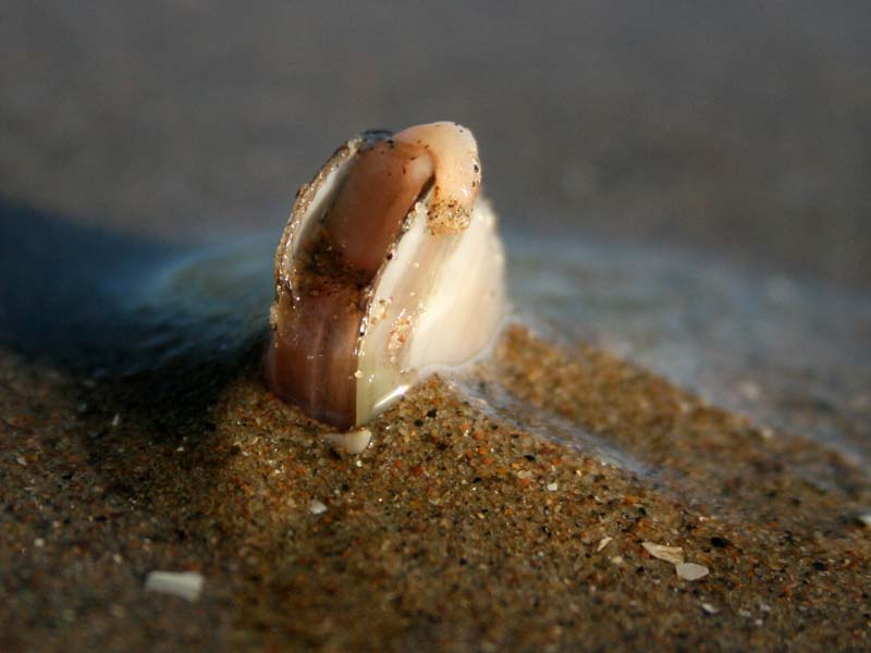 Tip of Phaxas pellucidus showing out of its burrow.