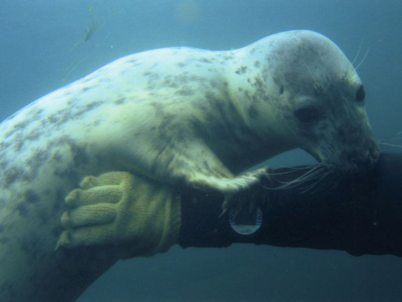 Phoca vitulina playing with a diver's arm.