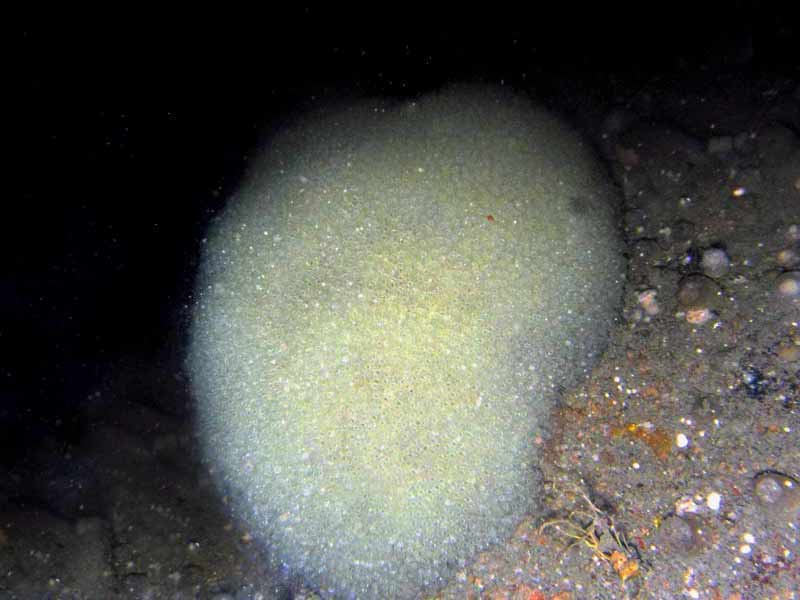 A colony of Diazona violacea on the sea floor.