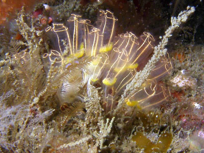 Prostheceraeus vittatus predating on light-bulb sea squirts (Clavelina lepadiformis)