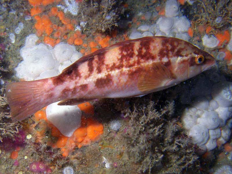 Labrus bergylta on Raglan Reef, The Manacles