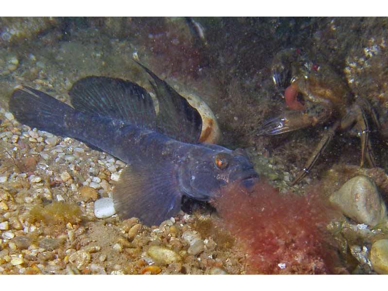 A mature male black goby