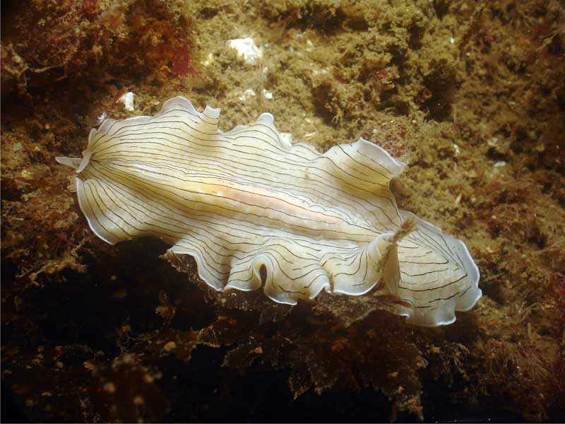 Prostheceraeus vittatus in Sark, Channel Islands