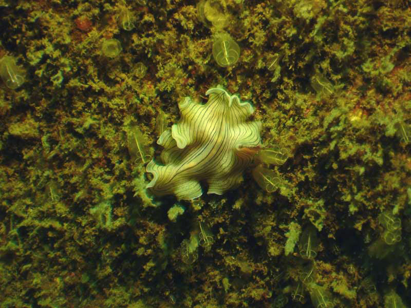 Yellowish Prostheceraeus vittatus individual.