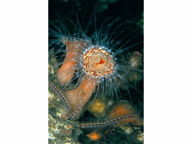 A sea anemone Cylista lacerata.