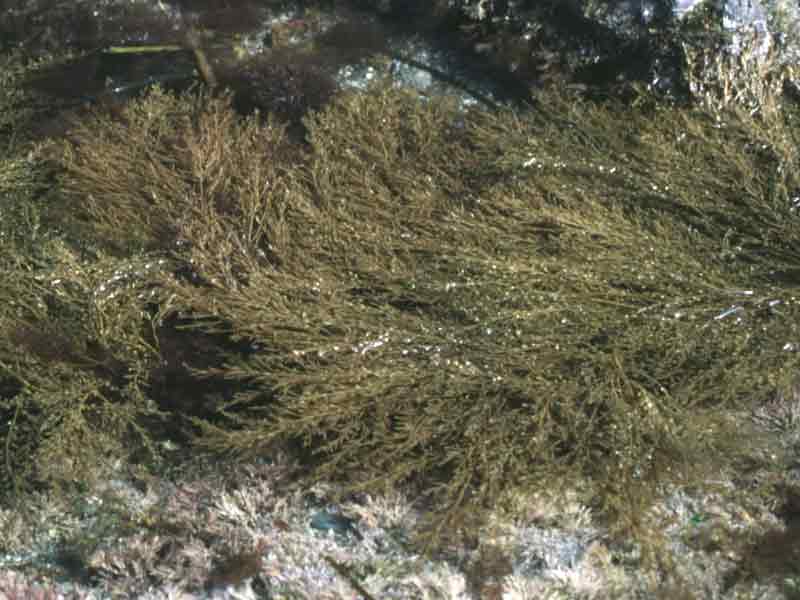 Wire weed on a rocky substrate.