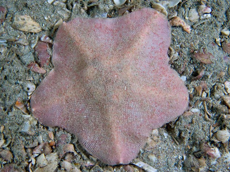 Anseropoda placenta on shelly sand.
