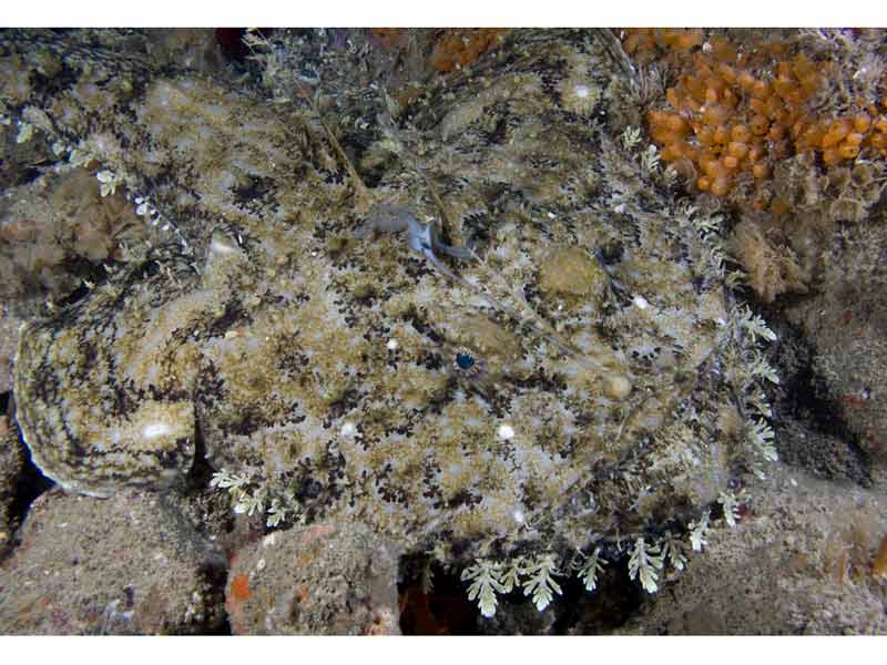 A camouflaged angler fish on the seabed.