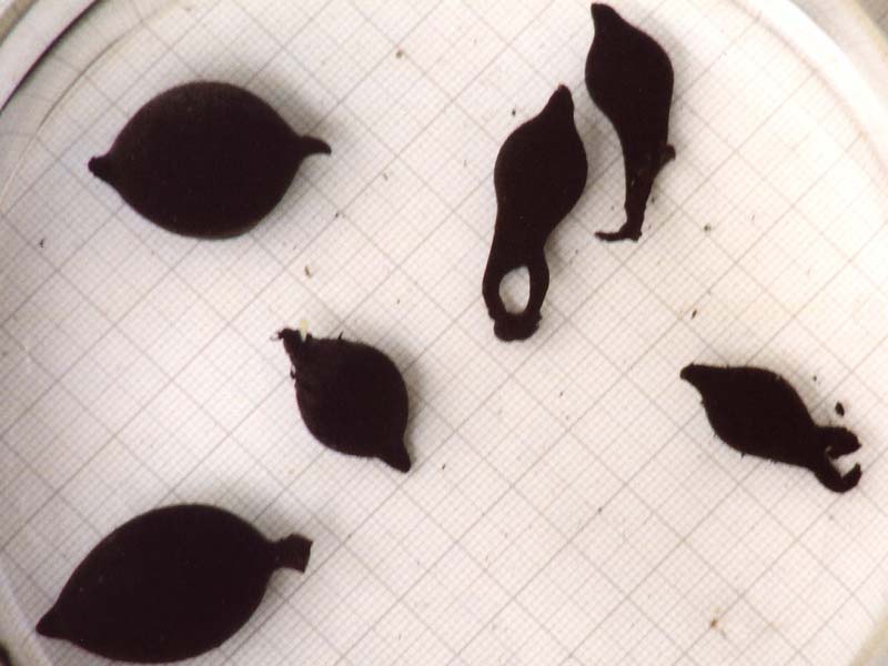 Detached eggs of Sepia officinalis at different growth stages.