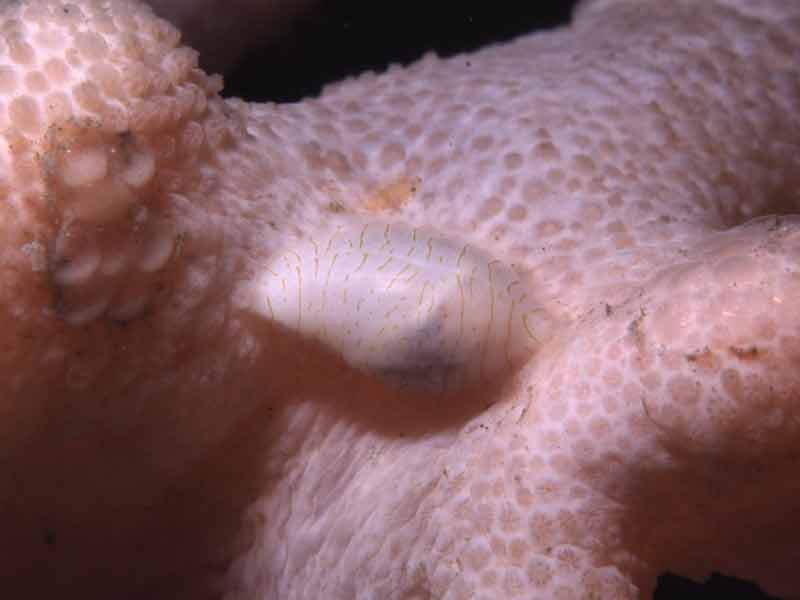 The carnivorous snail Simnia patula with its eggs on its prey, Alcyonium digitatum.