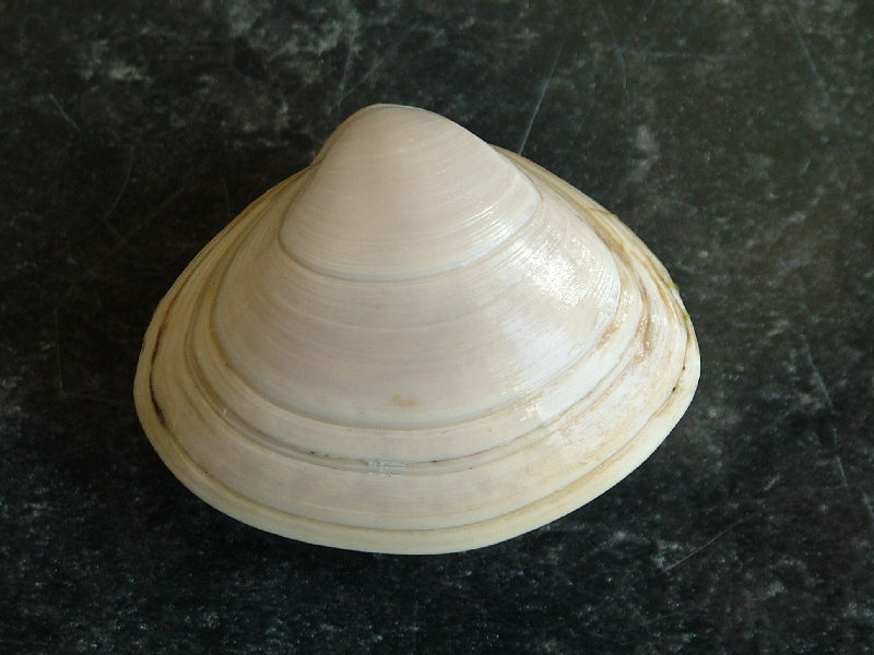 The surf clam Spisula solida.