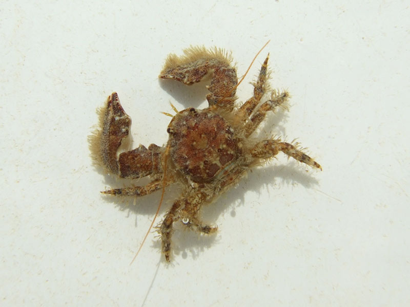 A broad-clawed porcelain crab.