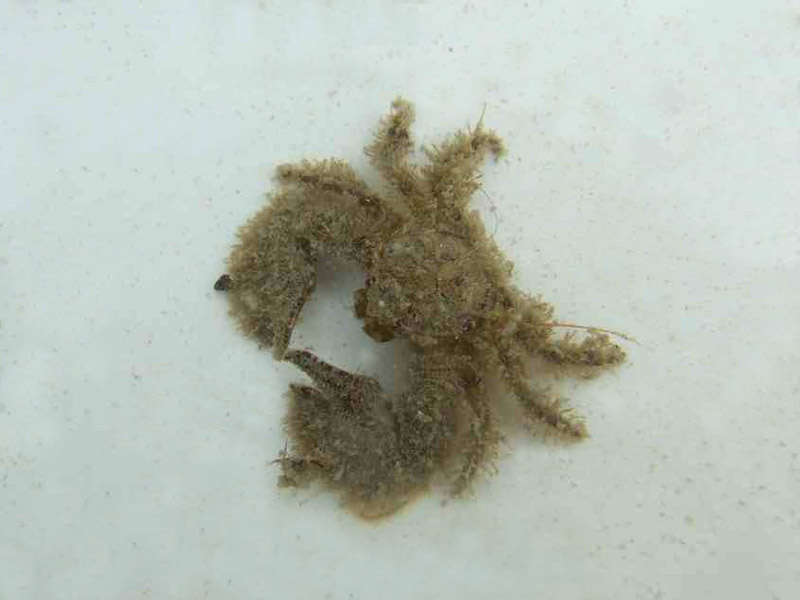 An algal covered broad-clawed crab