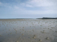 Image: Nephtys cirrosa - dominated littoral fine sand