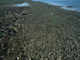 Image: Cirratulids and Cerastoderma edule in littoral mixed sediment