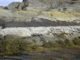 Image: Verrucaria maura on littoral fringe rock