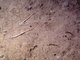 Image: Amphiura filiformis, Kurtiella bidentata and Abra nitida in circalittoral sandy mud