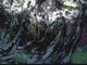 Image: Alaria esculenta, Mytilus edulis and coralline crusts on very exposed sublittoral fringe bedrock