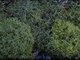 Image: Ascophyllum nodosum ecad mackayi beds on extremely sheltered mid eulittoral mixed substrata
