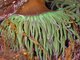 Image: Anemonia viridis