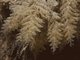Image: Crisularia plumosa
