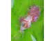 Image: Facelina auriculata