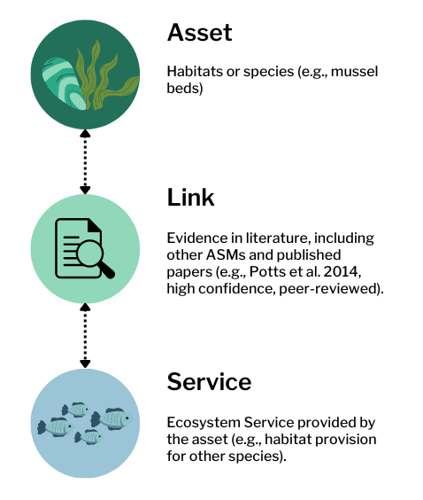 Assets (habitats or species) are Linked to the Service (ecosystem service provided by the asset) by evidence in the literature (from other ASMs or published papers)