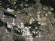 Chthamalus spp. and Lichina pygmaea on steep exposed upper eulittoral rock