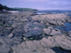 [Semibalanus balanoides], [Fucus vesiculosus] and red seaweeds on exposed to moderately exposed eulittoral rock