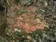 [Fucus serratus], sponges and ascidians on tide-swept lower eulittoral rock