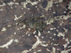 Pelvetia canaliculata and barnacles on moderately exposed littoral fringe rock