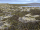 Fucus vesiculosus and barnacle mosaics on moderately exposed mid eulittoral rock