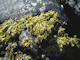 Pelvetia canaliculata on sheltered littoral fringe rock